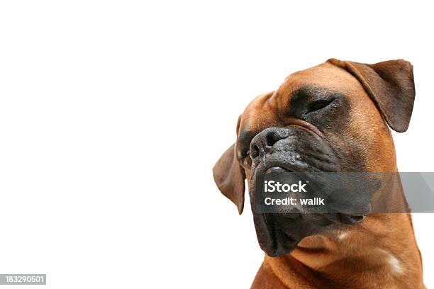 Sueños Sobre Foto de stock y más banco de imágenes de Perro - Perro, Fondo blanco, Humor