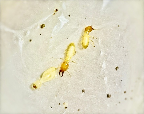 Worker and soldier  subterranean termite - Coptotermes spp.