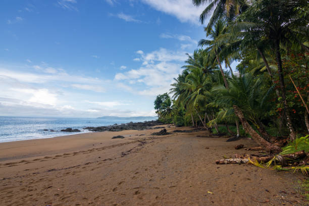 istock Beach and forest of Drake bay (Costa Rica) 1832910094