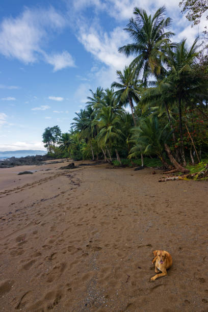 istock Beach and forest of Drake bay (Costa Rica) 1832910606