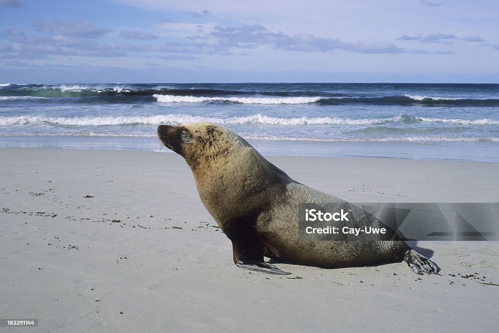 Male Australian Sea Lion "A dominant male australian sea lion at Seal Bay, Kangoroo Island, Australia." Aggression Stock Photo