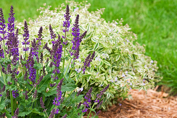 Salvia nemorosa and 'Stairway to Heaven' Jacob's Ladder Polemonium in a mulched flower garden.  Focus is on the Salvia.