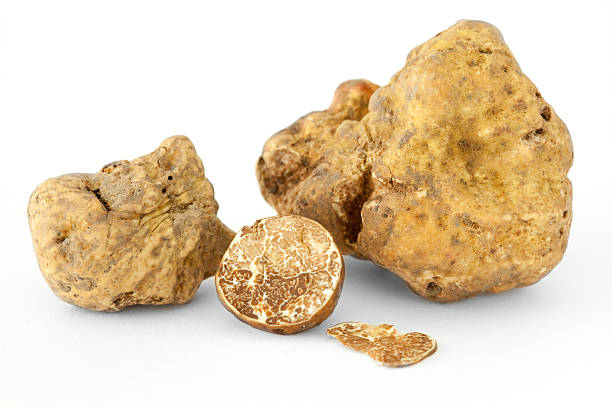 White truffles stock photo