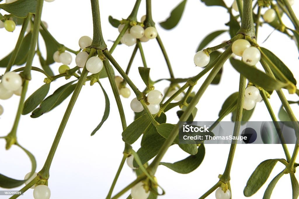 Visco branch - Royalty-free Cor verde Foto de stock