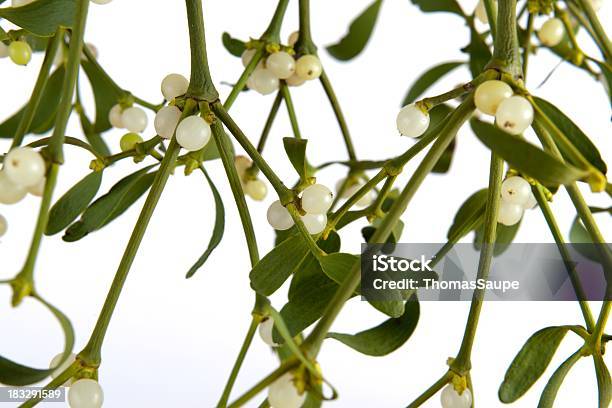 Visco Branch - Fotografias de stock e mais imagens de Cor verde - Cor verde, Natal, Amor