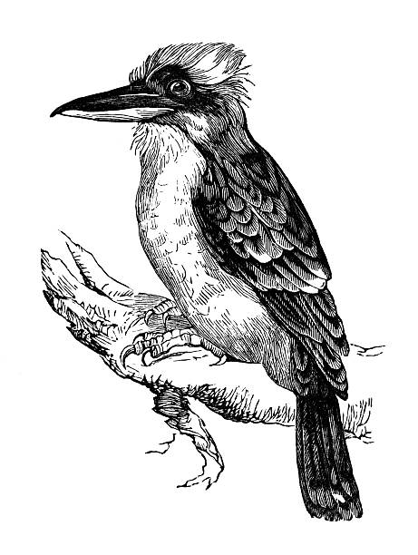 19th century engraving of a jackass or kookaburra bird "photographed from a book titled the 'National Encyclopedia', published in London in 1881. Copyright has expired on this artwork. Digitally restored." kookaburra stock illustrations