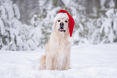 Cute golden retriever sitting in snowy forest with red santa hat. Christmas walk with dog in winter park. A pet in a Christmas costume.