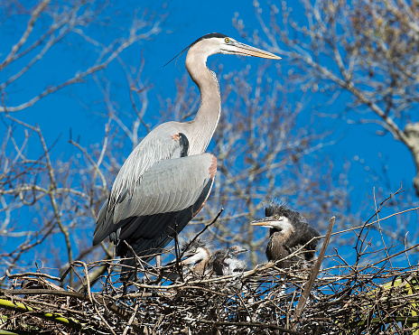 Blue Heron adult and babies close-up profile view on the nest, displaying their blue plumage feathers, wings, beak, eye, long legs with a blue sky background.  Heron Picture.