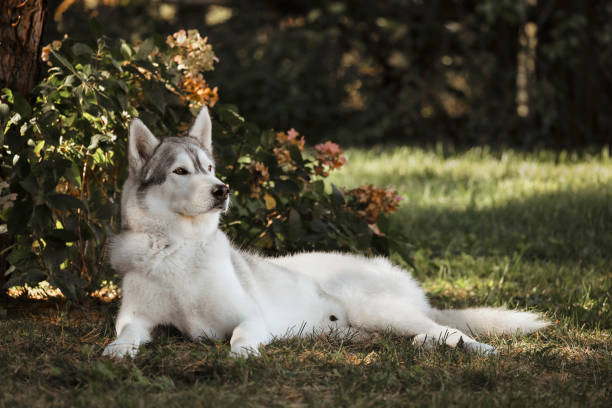 Husky in the Garden