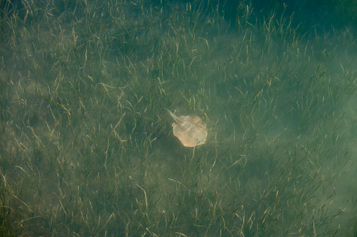 Small stingray swimming along the shallow sea grass