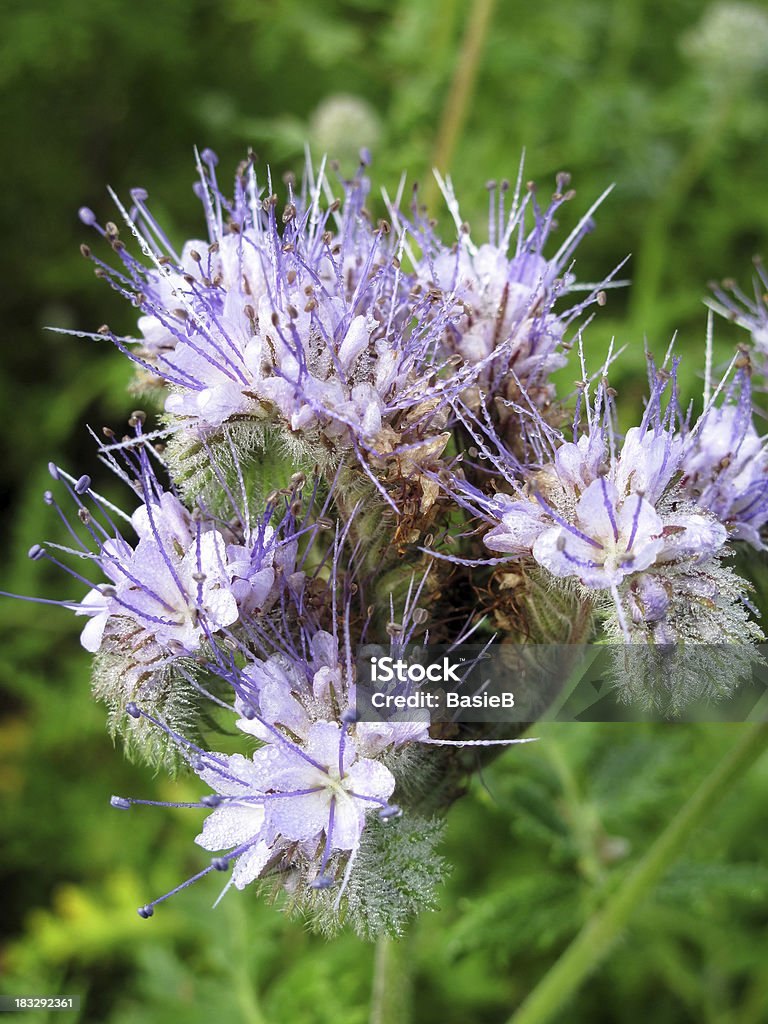 Blue phacelia Blume mit dew drops - Lizenzfrei Anstrengung Stock-Foto