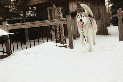 A beautiful, six~ year~ old husky, running up the back porch steps with his ball.