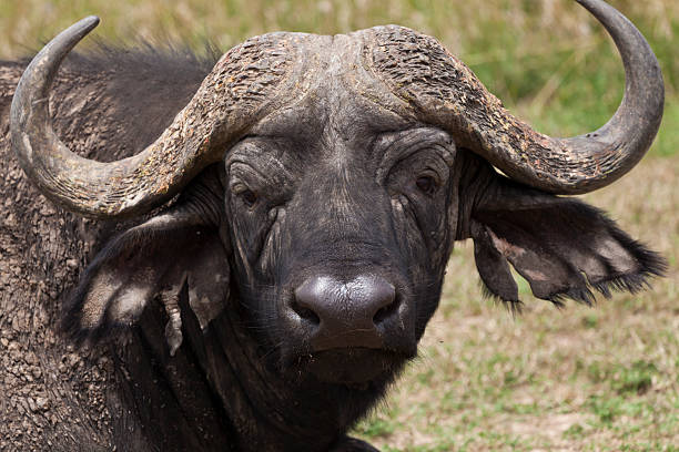 istock Close Up Massive Head of Cape Buffalo Kenya 183292507