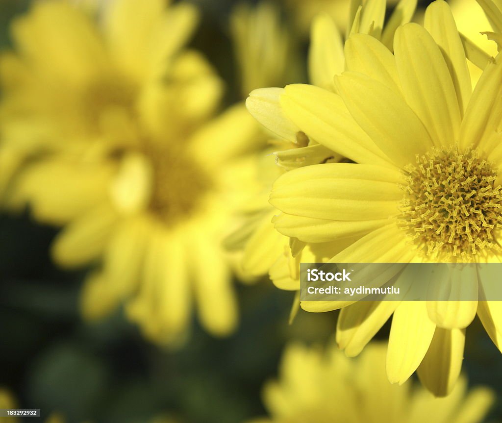 Желтый цветок - Стоковые фото Анемона роялти-фри