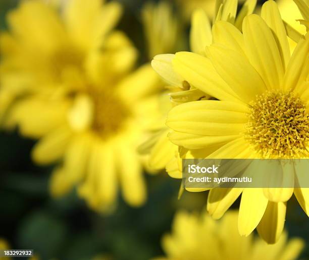 Желтый Цветок — стоковые фотографии и другие картинки Анемона - Анемона, Без людей, В стиле минимализма
