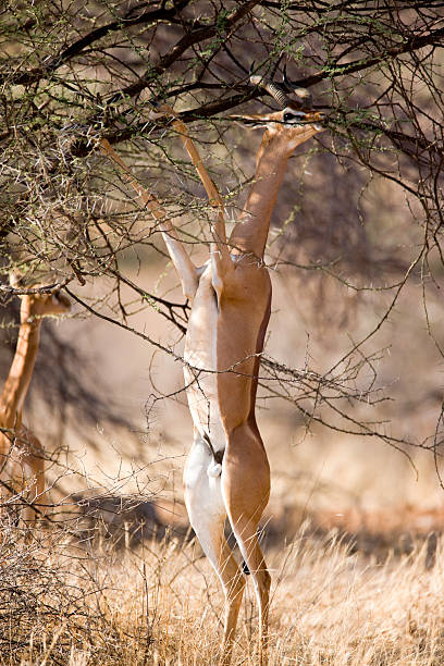 istock Male Gerenuk Antelope Foraging 183292933