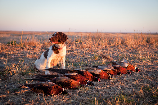 English Springer Spaniel hunting dog sits next to a day's harvest of pheasants.