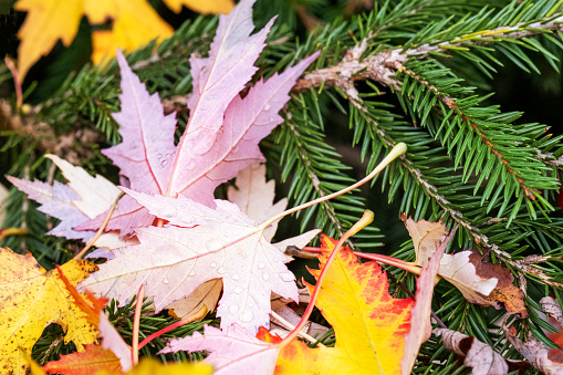 bright maple leaves with raindrops on spruce branches