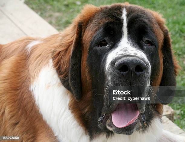 Photo libre de droit de Lazy Chien banque d'images et plus d'images libres de droit de Amitié - Amitié, Animaux de compagnie, Bouche des animaux