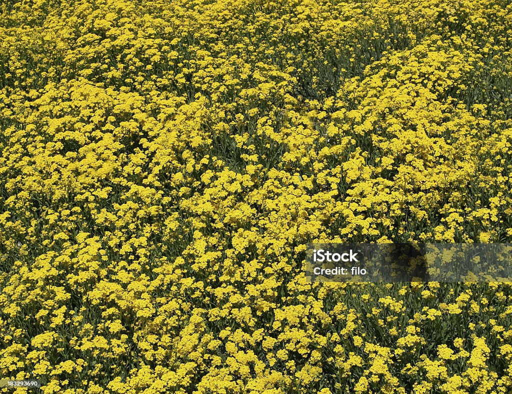 Champ jaune - Photo de Arbre en fleurs libre de droits