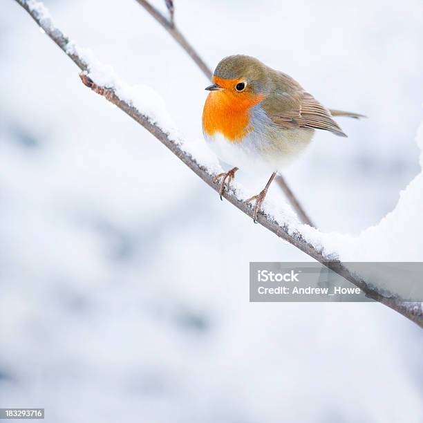 Robin Stock Photo - Download Image Now - Bird, Snow, Animal