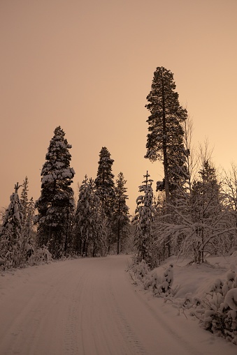 A scenic winter pathway lined with tall pine trees blanketed in a layer of pristine snow in Lapland, Finland