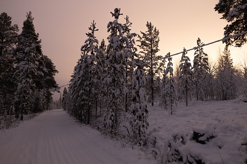 A scenic winter pathway lined with tall pine trees blanketed in a layer of pristine snow in Lapland, Finland