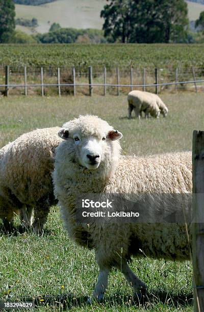 Ovelha - Fotografias de stock e mais imagens de Nova Zelândia - Nova Zelândia, Ovelha - Mamífero ungulado, Agricultura