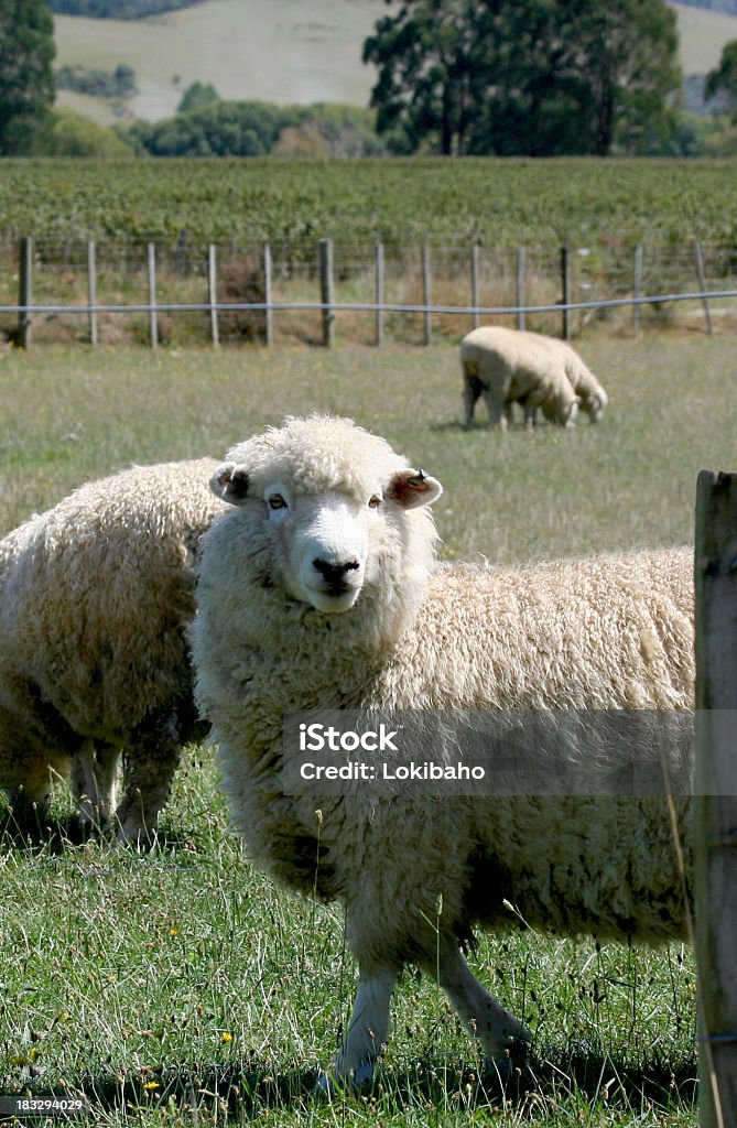 Овца - Стоковые фото Новая Зеландия роялти-фри
