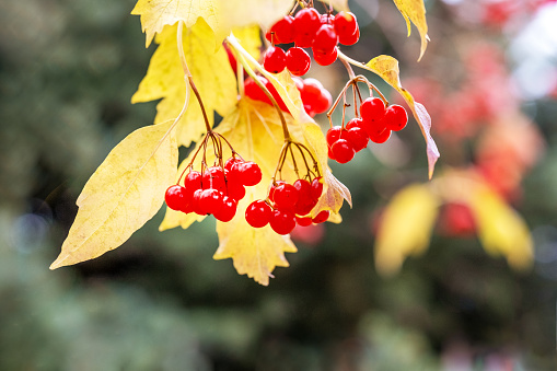 red viburnum berries in autumn