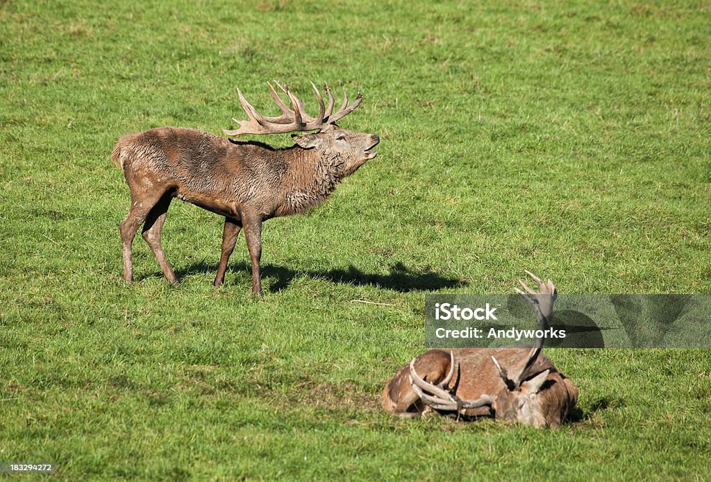 Belling Hirsch nach der Kampf - Lizenzfrei Bock - Männliches Tier Stock-Foto