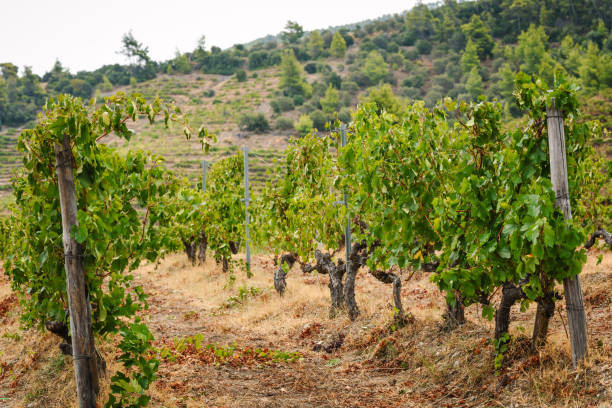 istock Green vineyards in Greece. 1832943134