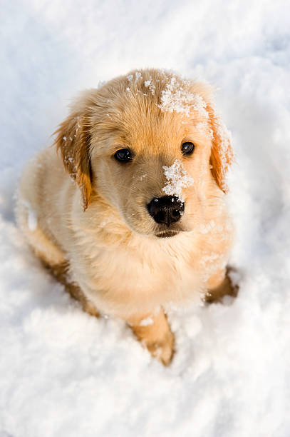 istock Cute Puppy in the snow, looking up at camera 183294372