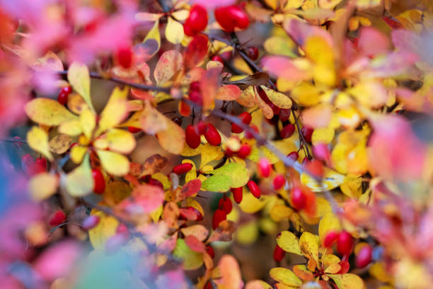 istock red berries of decorative barberry in autumn 1832945762