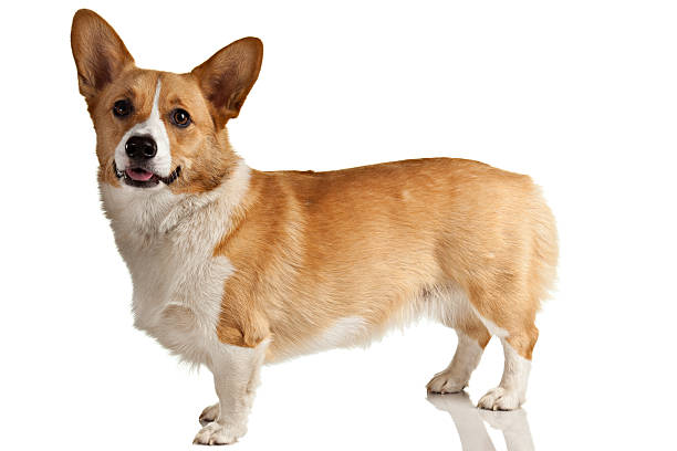 corgi galés pembroke perro todo el cuerpo aislado - corgi galés pembroke fotografías e imágenes de stock