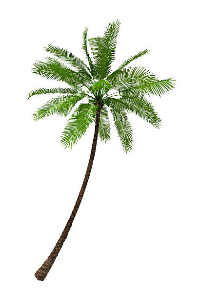 Palm Tree Render Isolated on Pure White Background (XXXL) stock photo