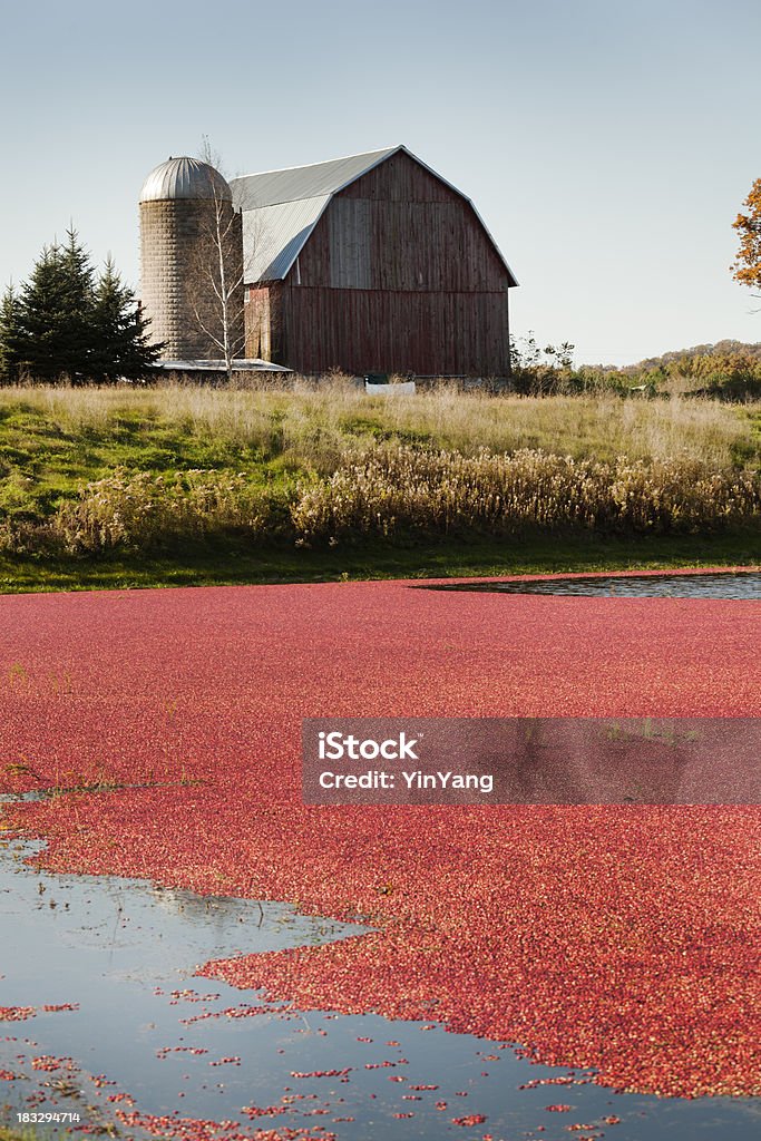 크렌베리 농장 필드는 빨간색 우리 및 사일로 백그라운드에서 - 로열티 프리 크랜베리 스톡 사진