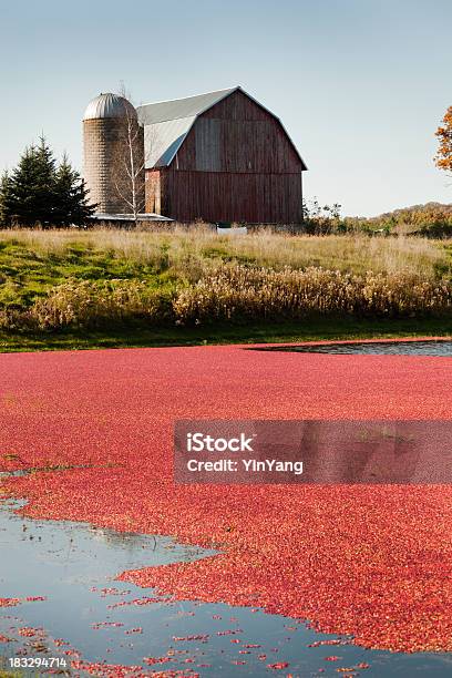 크렌베리 농장 필드는 빨간색 우리 및 사일로 백그라운드에서 크랜베리에 대한 스톡 사진 및 기타 이미지 - 크랜베리, 위스콘신, 농장