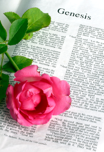 With selective focus on the words aEGenesisaa. A pink rose is used a a prop.Further choices below: