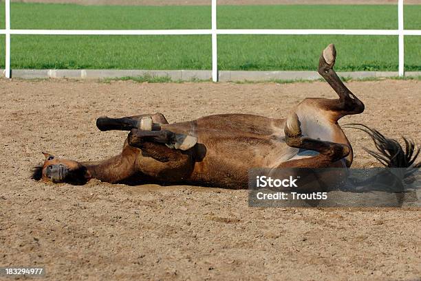 Horse Stockfoto und mehr Bilder von Agrarbetrieb - Agrarbetrieb, Bewegung, Braun