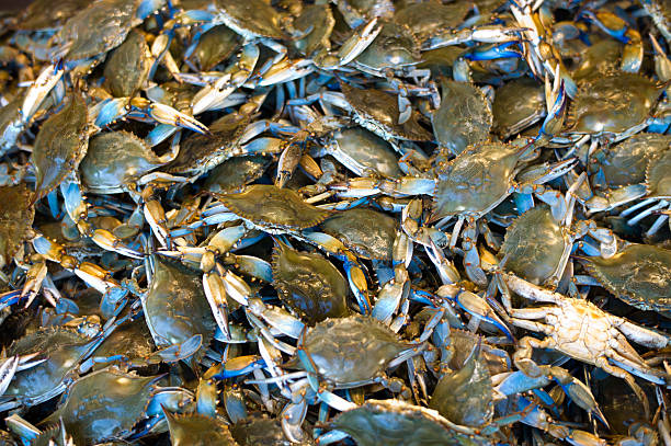 Maryland blue crabs stock photo