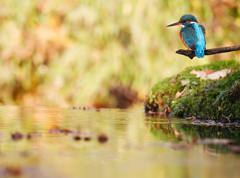 Kingfisher, Alcedo atthis, Single bird diving for fish, Worcesteshire, November 2009