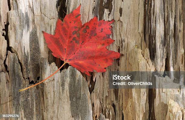 Hoja De Arce Rojo Con Fondo De Madera Foto de stock y más banco de imágenes de Aire libre - Aire libre, Canadá, Color - Tipo de imagen