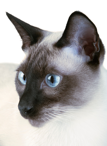 British Longhair with intense blue eye, kitten