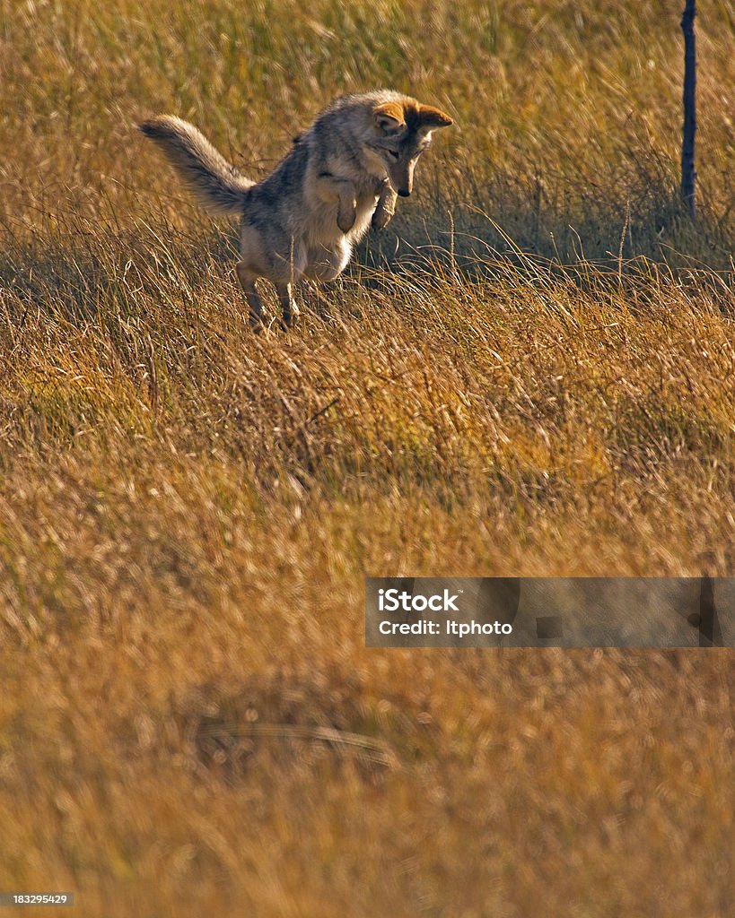 Chasse de Coyote souris dans le parc National de Yellowstone - Photo de Animal vertébré libre de droits