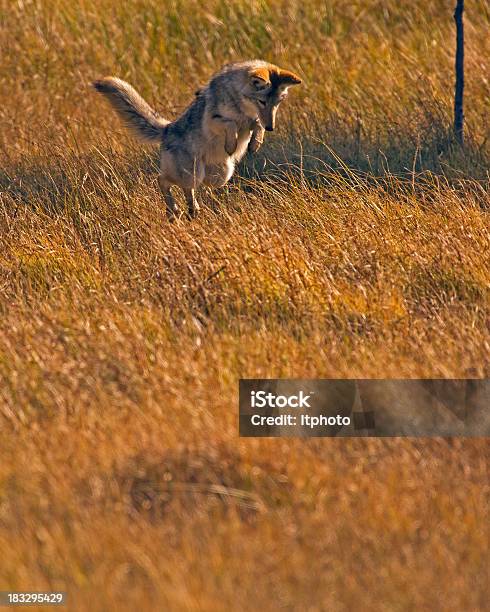 Photo libre de droit de Chasse De Coyote Souris Dans Le Parc National De Yellowstone banque d'images et plus d'images libres de droit de Animal vertébré