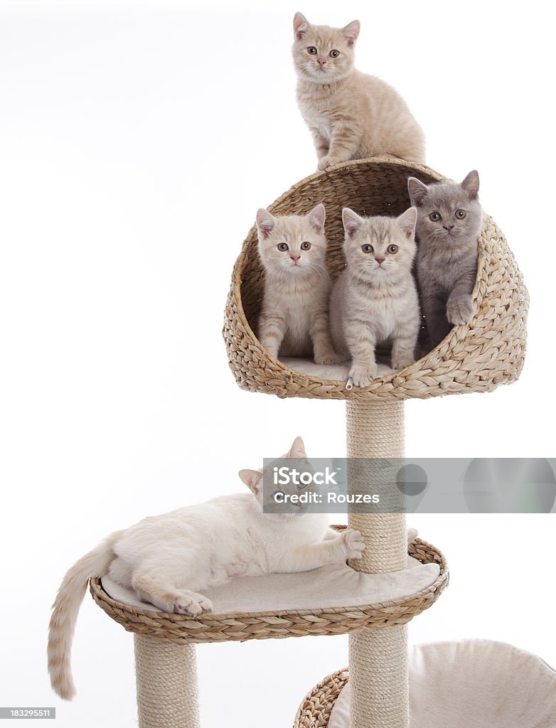 Chaton sur Poteau griffoir - Photo de Chat domestique libre de droits