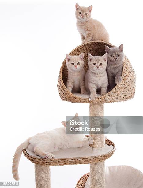 Filhote De Gato No Arranhador Para Gato - Fotografias de stock e mais imagens de Gato domesticado - Gato domesticado, Grupo de animais, Poste de Madeira