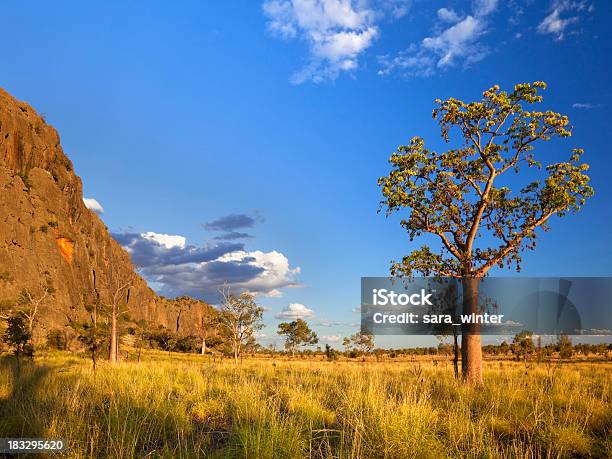 Boab Деревьев На Windjana Gorge Западная Австралия На Закате — стоковые фотографии и другие картинки Windjana National Park
