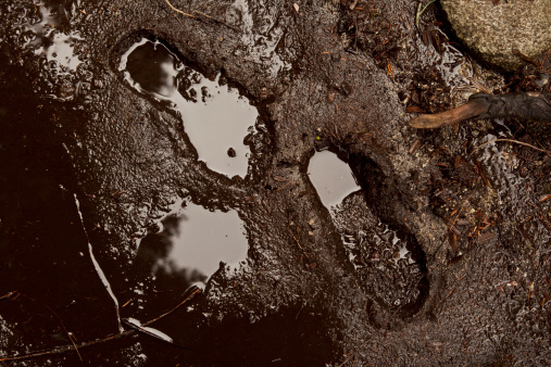 Footprints in the mud.